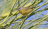 Nashville Warbler